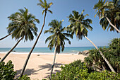 Looking through the palm trees (Arecaceae) at the sandy beach on the Indian Ocean shore of Kumu Beach; Balapitiya, Galle District, Sri Lanka