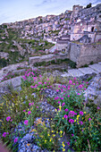 Wildblumen auf den Felsen, während die Dämmerung einen violetten Farbton über das Stadtbild der antiken Höhlenwohnungen der Sassi di Matera wirft; Matera, Basilikata, Italien.