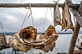 Close-up of cod on drying rack in the Lofoten Islands along the shores of the Norwegian Sea in the North Atlantic; Lofoten, Arctic Circle, Norway