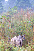 Blick von hinten auf ein indisches, einhörniges Nashorn (Rhinoceros unicornis), das im Gebüsch im Chitwan-Nationalpark steht; Chitwan, Nepal.