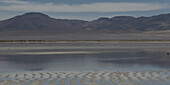 Flamingos (Phoenicopterus roseus) at saltlake against the Andes Mountains; Chile