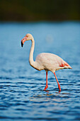 Ein Großer Flamingo (Phoenicopterus roseus), im Wasser watend, im Parc Naturel Regional de Camargue; Saintes-Maries-de-la-Mer, Camargue, Frankreich.