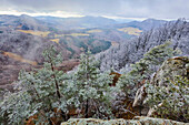 Verschneite Waldkiefern (Pinus sylvestris) auf dem Gipfel des Berges Vapec im Strazov-Gebirge mit Blick auf die Landschaft; Kleine Fatra (Kleine Fatra), Westkarpaten, Horna Poruba, Slowakei.