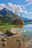 Norway spruce (Picea abies) tree on small, rock island in the clear waters of Lake Hintersee, Bavarian Alps; Berchtesgadener Land, Ramsau, Bavaria, Germany
