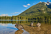 Eurasian coots (Fulica atra) standing in the pristine waters of Lake Hintersee in the Bavarian Alps; Berchtesgadener Land, Ramsau, Bavaria, Germany