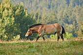 Przewalski-Pferd oder mongolisches Wildpferd (Equus ferus przewalskii) grasend auf einer Wiese, in Gefangenschaft; Nationalpark Bayerischer Wald, Bayern, Deutschland, Europa