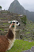 Ein Llamba blickt über die historische Inkastätte Machu Picchu; Peru