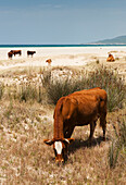 Weidende Rinder am Strand von Los Lances; Tarifa Cadiz Andalusien Spanien