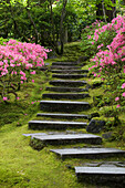 Rock Stairway Along A Moss Covered Hill With Flowering Bushes; Portland Oregon United States Of America