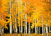 USA, Colorado, in der Nähe von Steamboat Springs, Reihe von herbstlich gefärbten Espenbäumen; Buffalo Pass
