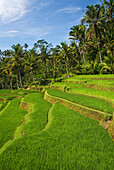 Indonesia, Rice Terraces; Bali