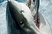 Mexiko, Weißer Hai (Carcharodon Carcharias) beißt auf Köder über der Meeresoberfläche; Guadalupe Insel