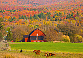 Rote Scheune, umgeben von Herbstfarben; Sutton Quebec Kanada
