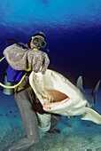 Bahamas, Diver feeding Caribbean Reef Sharks (Carcharhinus Perezi); Freeport