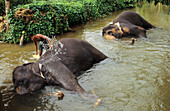Sri Lanka, Mann wäscht einen Elefanten im Fluss in der Nähe von Süßigkeiten. Keine Modellfreigabe
