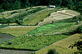 Grassy farmland in lower Mo Chu River Valley; Bhutan