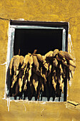 Nepal, Nahaufnahme von ganzem Mais, der zum Trocknen im Fenster hängt; Changu Narayan