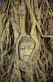 Thailand, Ayuthaya, Nahaufnahme eines steinernen Buddhakopfes mit darüber wachsenden Baumwurzeln; Wat Mahathat