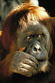 Nahaufnahme eines Orang-Utans, Hand auf der Wange über dem Mund