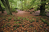 Moosbewachsener Felsen auf dem Waldboden im Peak District National Park; Derbyshire England