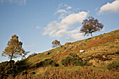 Ein einsames Schaf weidet auf einem grasbewachsenen Hügel im Peak District-Nationalpark; Derbyshire England
