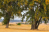 Landscape With Trees In Fields; Carboneras De Guadazaon Cuenca Province Castilla-La Mancha Spain