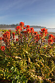 Indischer Malerbusch wächst in den gefährdeten und seltenen Küstensanddünen am Wickaninnish Beach im Pacific Rim National Park bei Tofino; British Columbia Kanada.