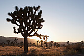 Silhouette Of Yucca Trees In The Desert At Sunset; Palm Springs California United States Of America
