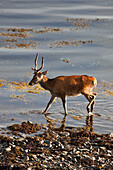 A Deer Wades In The Shallow Water By The Shore; Argyll Scotland