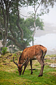 Ein Hirsch grasend auf einer nebligen Wiese am Wasser; Argyll Schottland