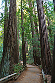 Cathedral Grove A Redwood Forest In Muir Woods State Park Near San Francisco; California United States Of America