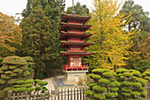 Japanese Tea Garden In Golden Gate Park; San Francisco California United States Of America