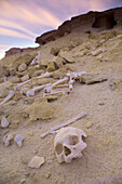 Human Remains And Bones Scattered Near Tombs Outside The Town Of Siwa At The Siwa Oasis; Siwa Egypt