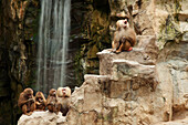 A Family Of Baboons At The Singapore Zoo; Singapore