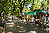 Pedestrian Street With Flower Stall; Mendoza Argentina