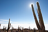 Giant Cacti (Trichocereus Pasacana) Cover Incahuasi Island (Isla De Pescadores) In The Salar De Uyuni, Potosi Department, Bolivia