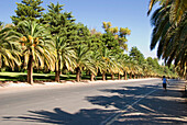 Pedestrian On An Avenue Lined With Palm Trees; Mendoza Argentina