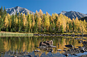 Bergteich mit Herbstfarben von leuchtenden Lärchenbäumen mit Bergen im Hintergrund und blauem Himmel; Alberta Kanada