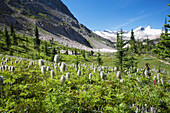 Bergwiese mit Wildblumen und Gletscherbergen im Hintergrund mit blauem Himmel; Feld British Columbia Kanada