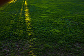 Bands of Sunlight streaking across Green Lawn