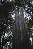 Redwood Trees, Low Angle View, Big Basin Redwoods State Park, Boulder Creek, California, USA