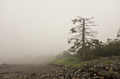 Nebel um sterbenden immergrünen Baum am Strand