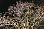 Illuminated Bare Tree Branches at Night