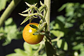 Kirschtomate und Blüte am Weinstock