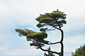 Kiefernbaum gegen bewölkten Himmel