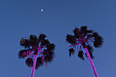 Niedrige Winkelansicht von beleuchteten Palmen, magentafarbene Lichter, mit Mond in der Ferne