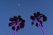 Low Angle View of Illuminated Palm Trees, Magenta Lights, with Moon in Distance