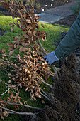 Wurzelnackte Rotbuchenhecke (Fagus sylvatica) pflanzen