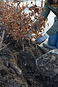 Planting a Fagus sylvatica hedge