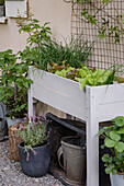 Hochbeet mit Kräutern und Gemüsepflanzen im Garten